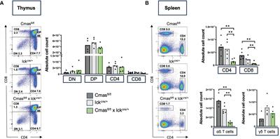 Sialic acids on T cells are crucial for their maintenance and survival